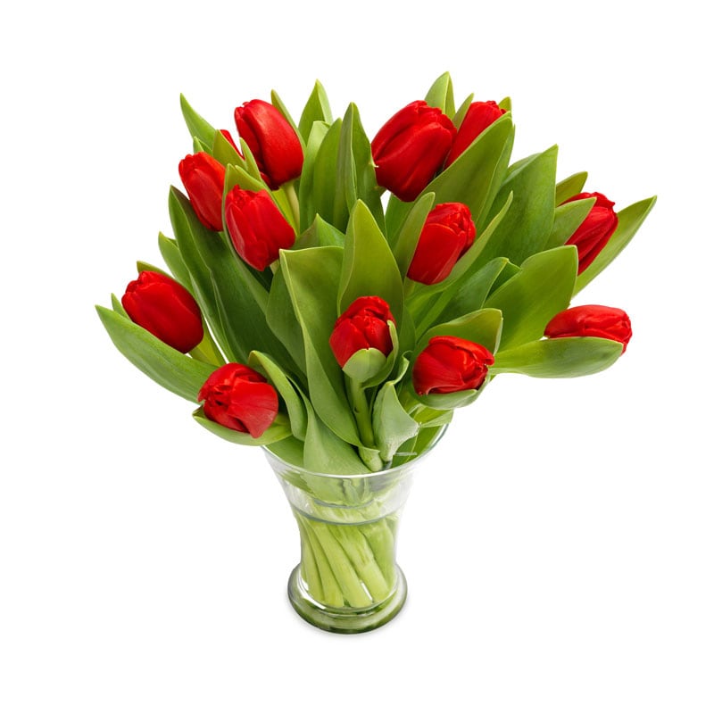 Leuchten rote Tulpen